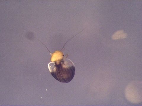 Image of <i>Sphaeropsocus bicolor</i>
