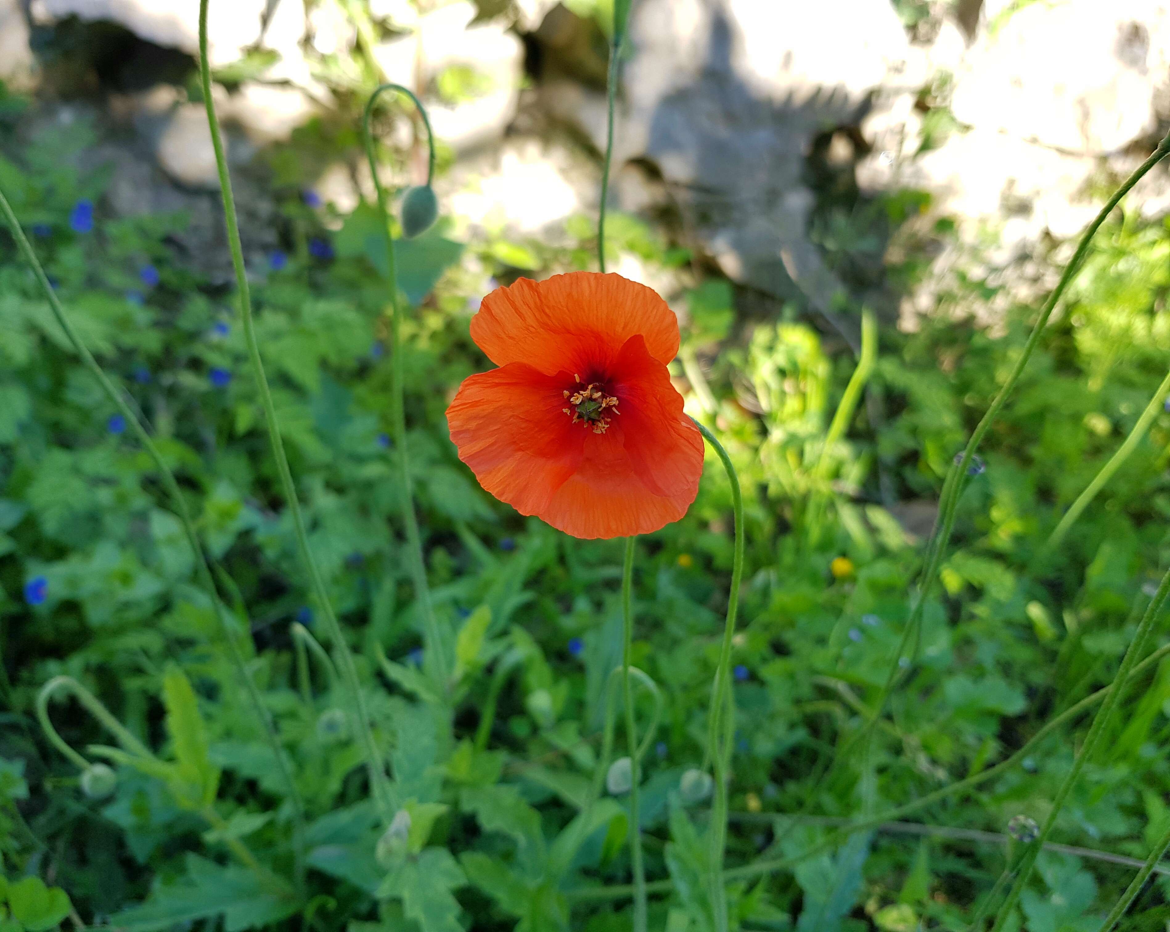 Image of Long-headed Poppy