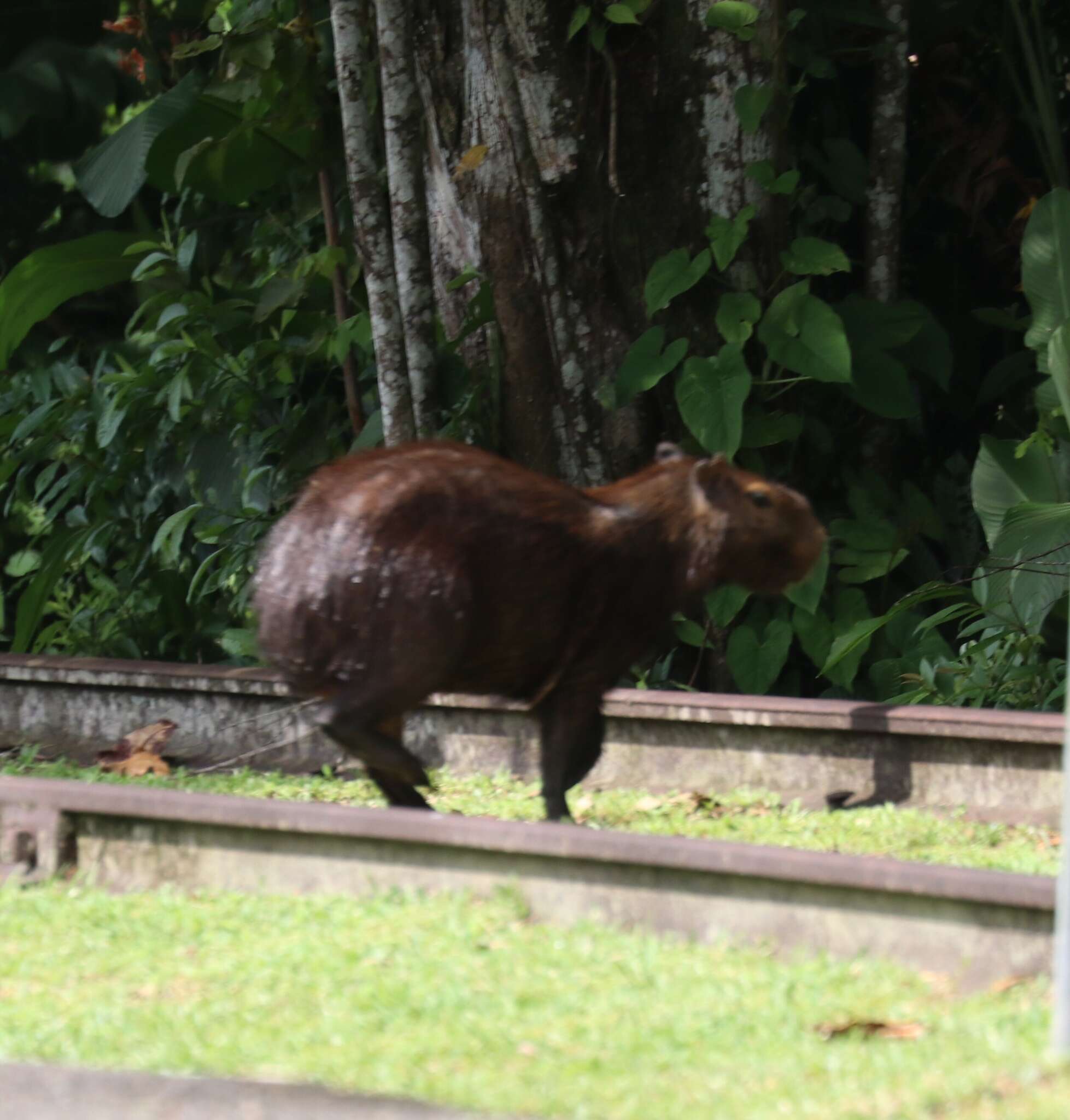 Image of Lesser Capybara