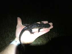 Imagem de Ambystoma tigrinum (Green 1825)