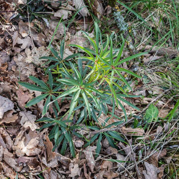 Image of Stinking Hellebore