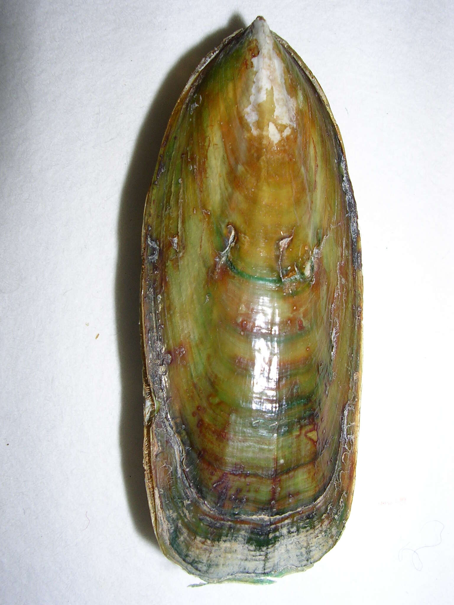 Слика од Lingula anatina Lamarck 1801