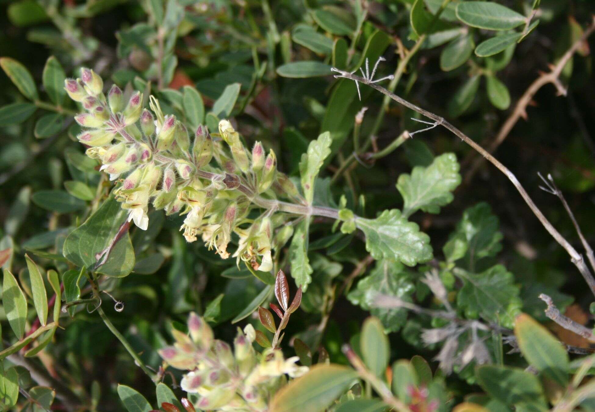 Image of yellow germander