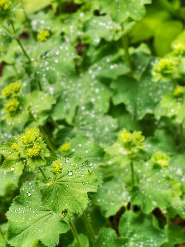 Image of lady's mantle