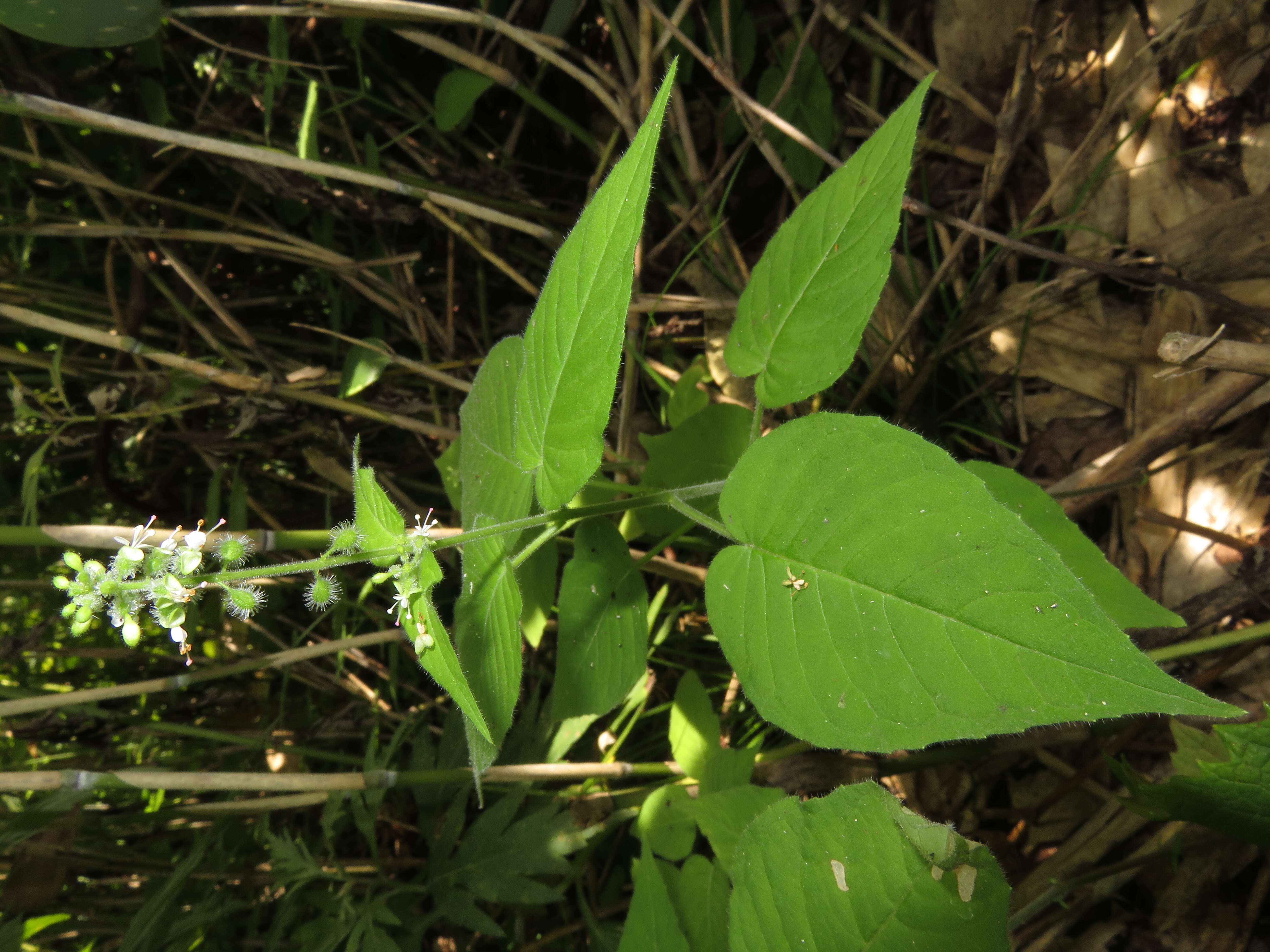 Image of Circaea cordata Royle