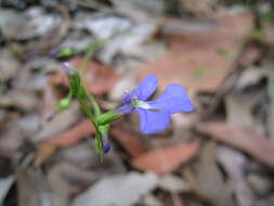 Image de Lobelia andrewsii Lammers