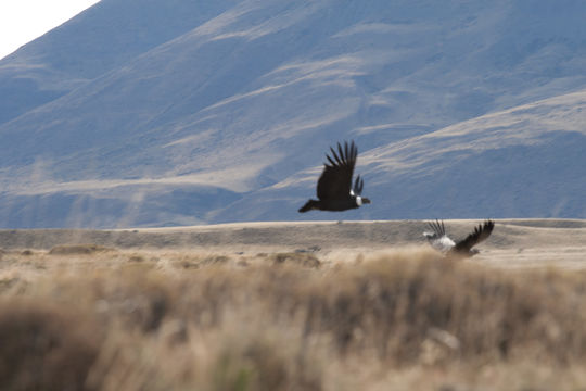 18.https www inaturalist org photos 45263.580x360