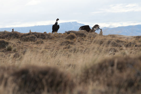 18.https www inaturalist org photos 45264.580x360
