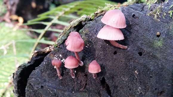 Image of Mycena haematopus (Pers.) P. Kumm. 1871