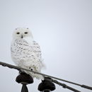 Image of Snowy owl