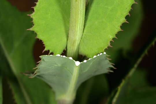 Image of Sonchus wilmsii R. E. Fr.