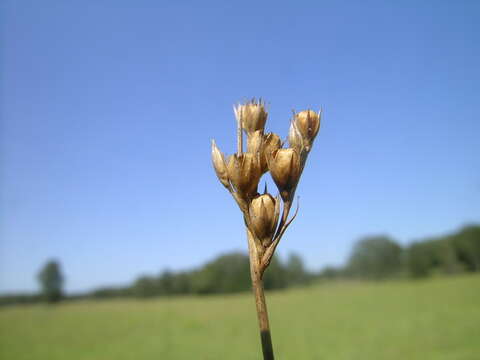 Image of forked rush