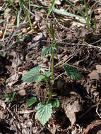 Image of common hop