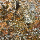 Image de Hypochilus pococki Platnick 1987