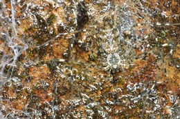 Image de Hypochilus pococki Platnick 1987