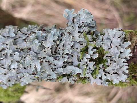 Image of Hammered shield lichen