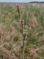 Image of carnation sedge