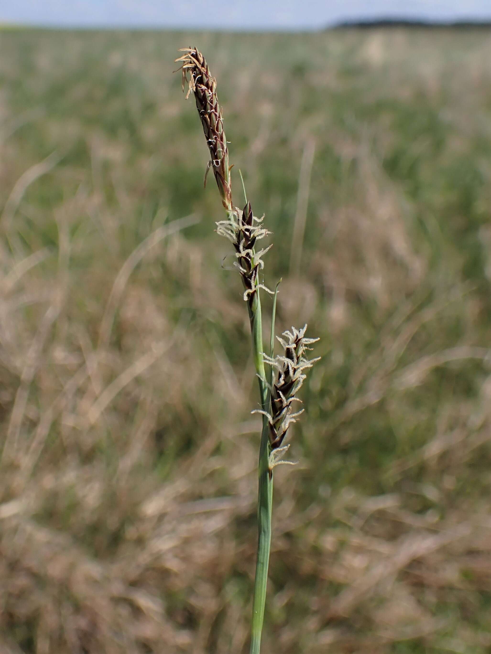 Image of carnation sedge