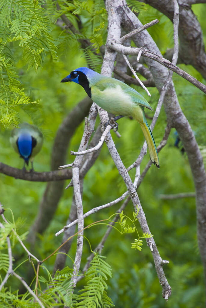 Image of Green Jay