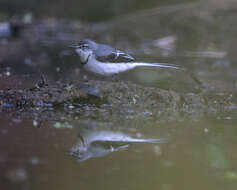 Image of Mountain Wagtail