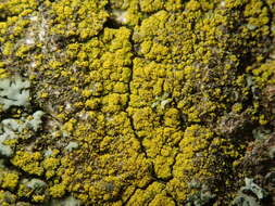 Image of eggyolk lichen