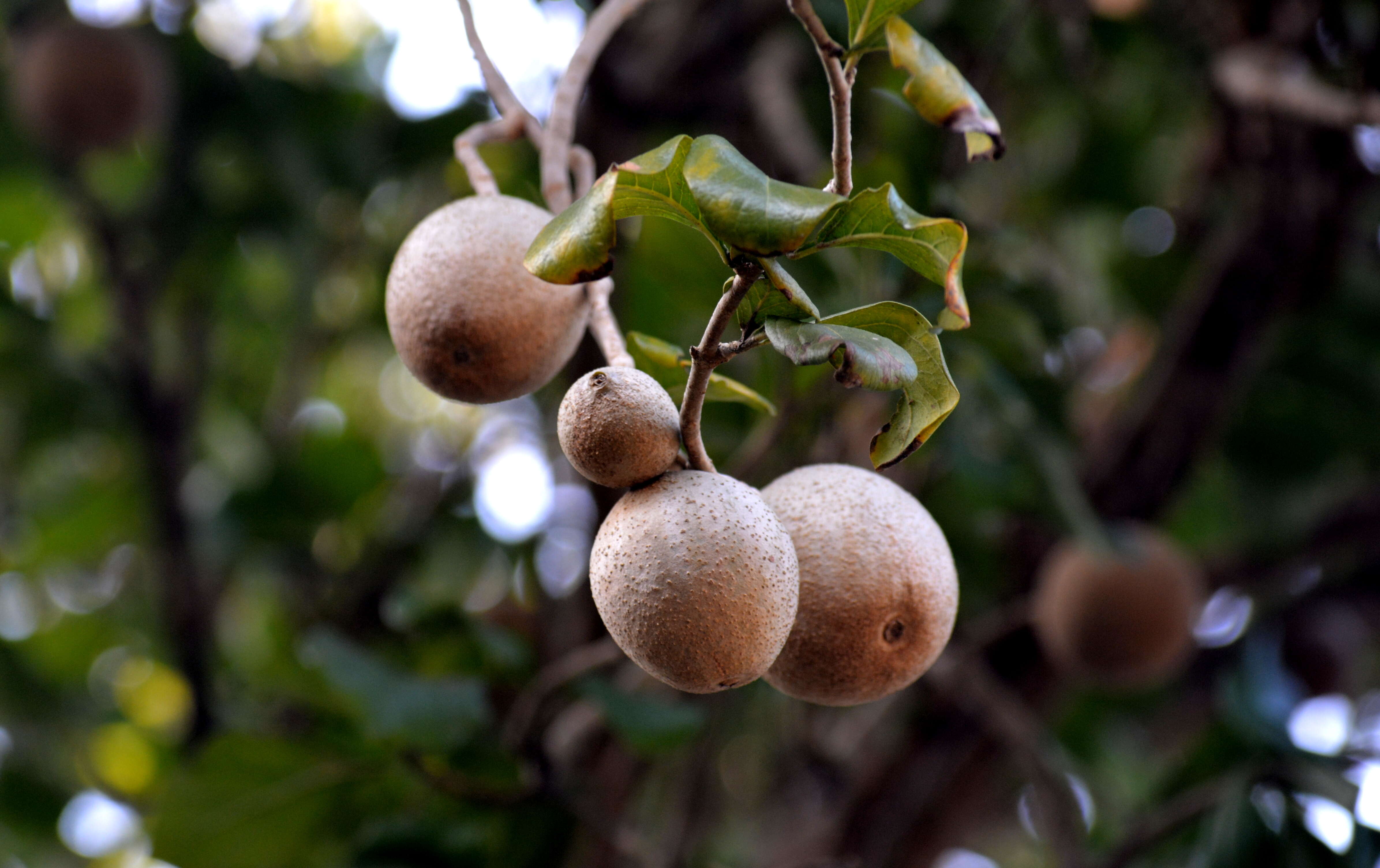 Image of Ceriscoides turgida (Roxb.) Tirveng.