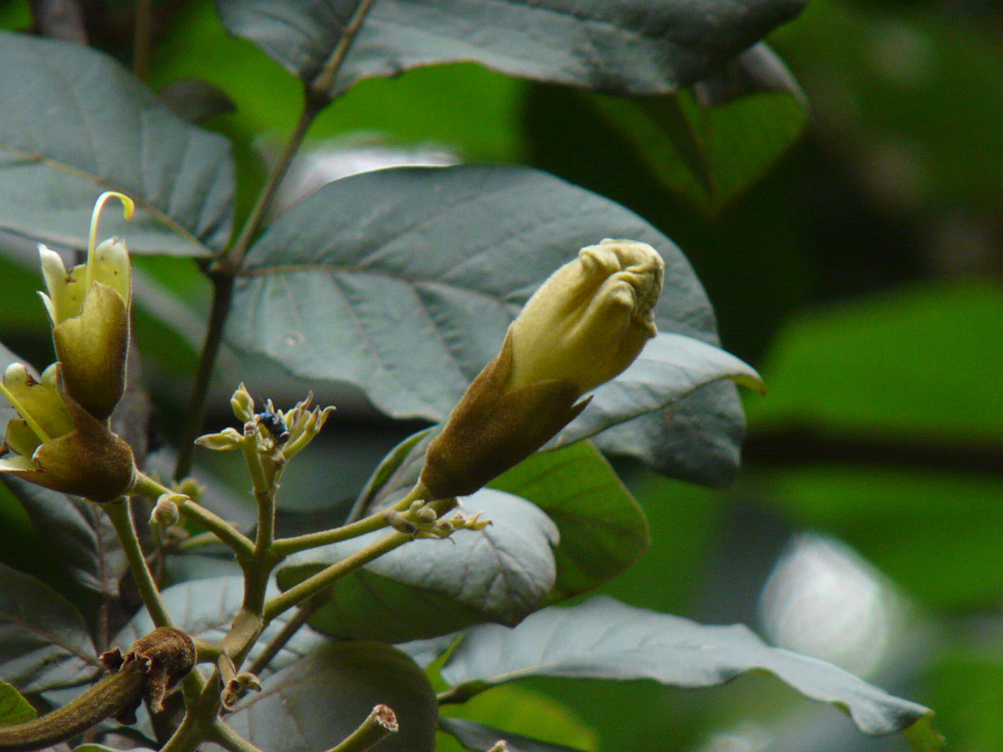 Plancia ëd Fernandoa adenophylla (Wall. ex G. Don) C. G. G. J.