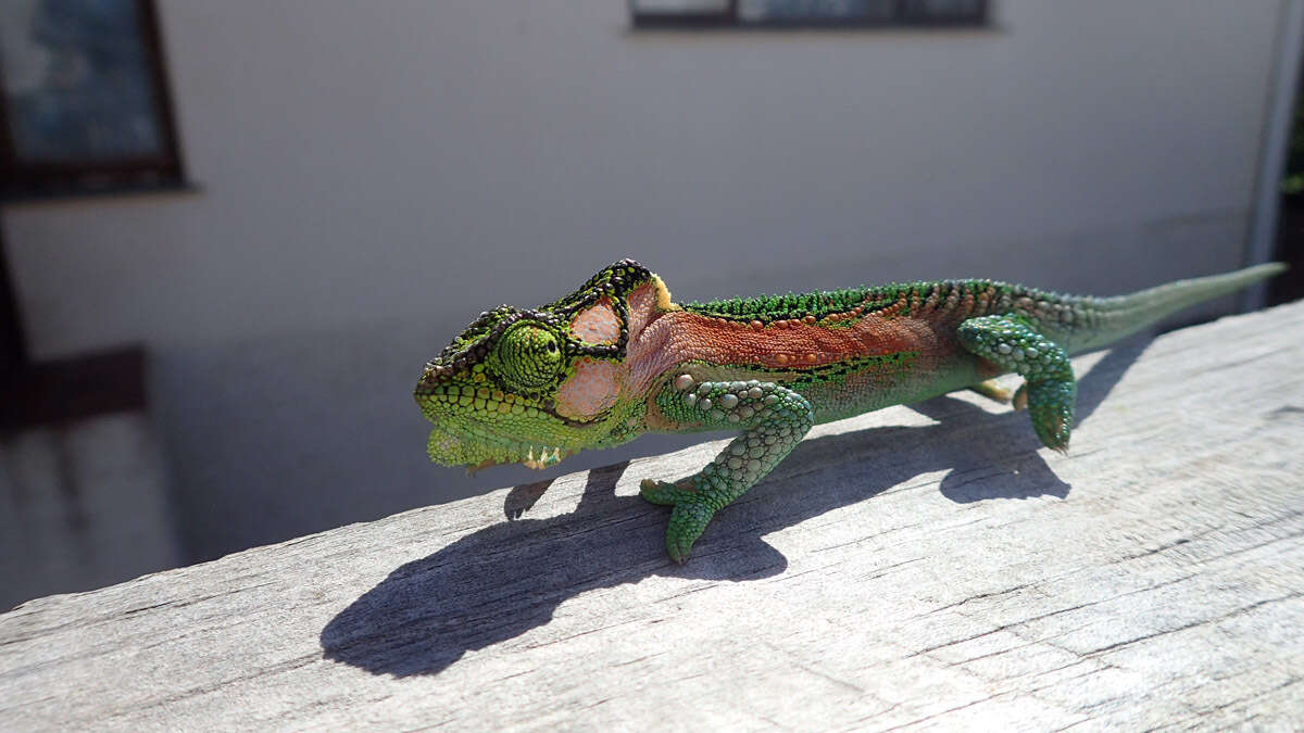 Image of Knysna dwarf chameleon