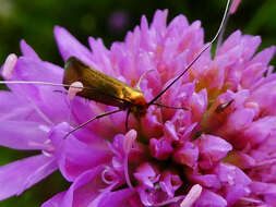 Image of Nemophora metallica