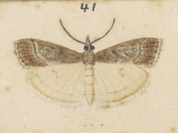 Image of Eudonia chalara Meyrick 1901