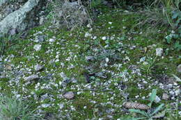 Image of atrichum moss