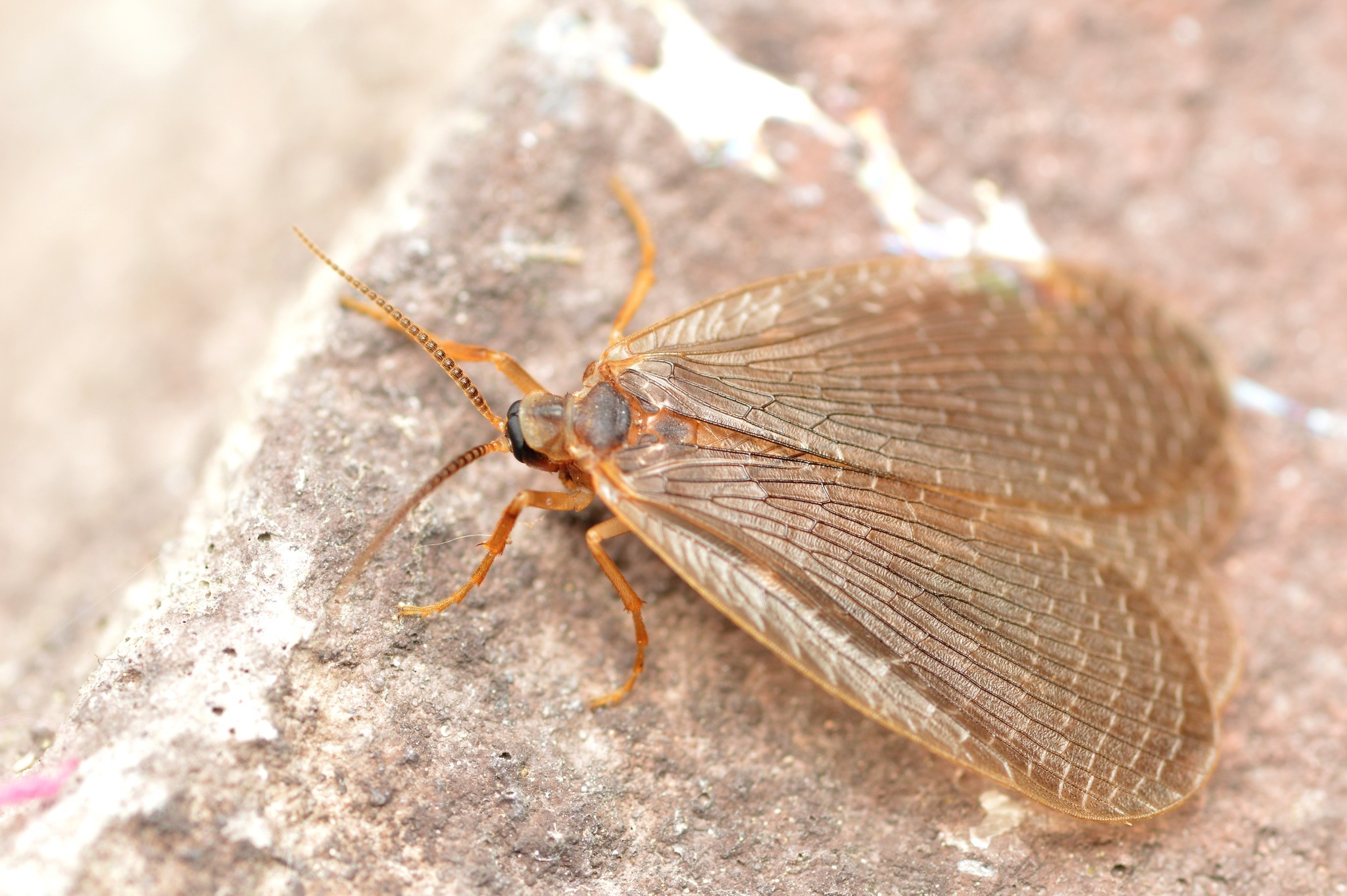 Image of Forcepfly