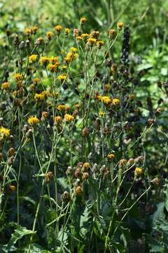 Image of Crepis sibirica L.