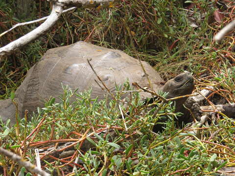 Image of Sierra Negra giant tortoise