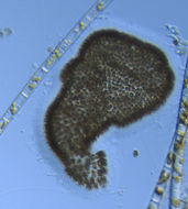 Image of Woronichinia naegeliana