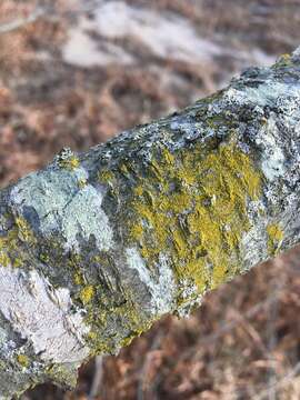 Image of eggyolk lichen