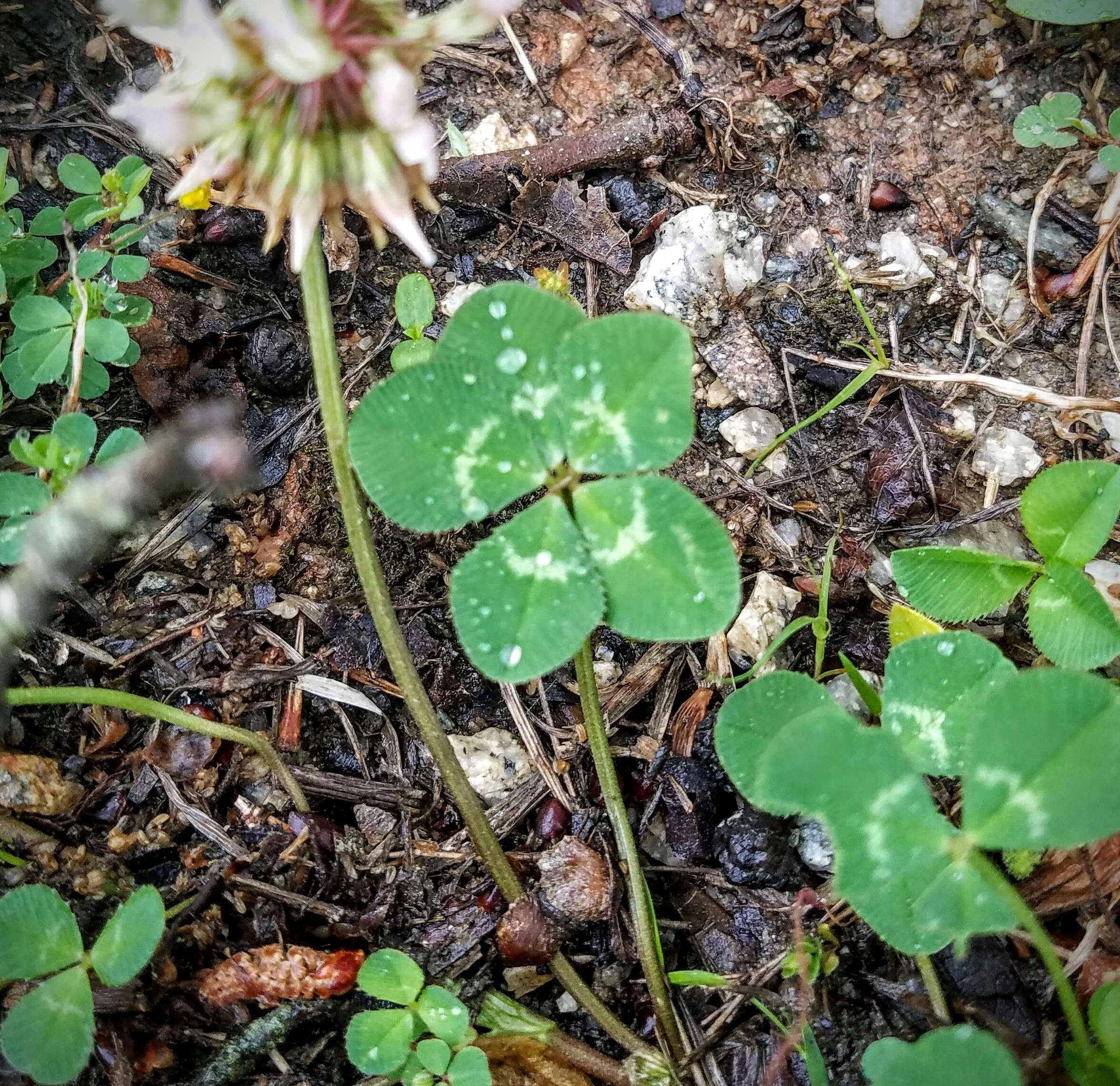 Image of clover