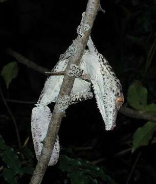 Image of Henkel’s flat-tailed gecko