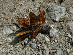 Plancia ëd Euphydryas intermedia