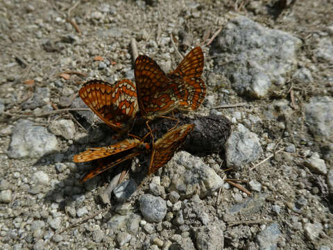 Image of Euphydryas intermedia