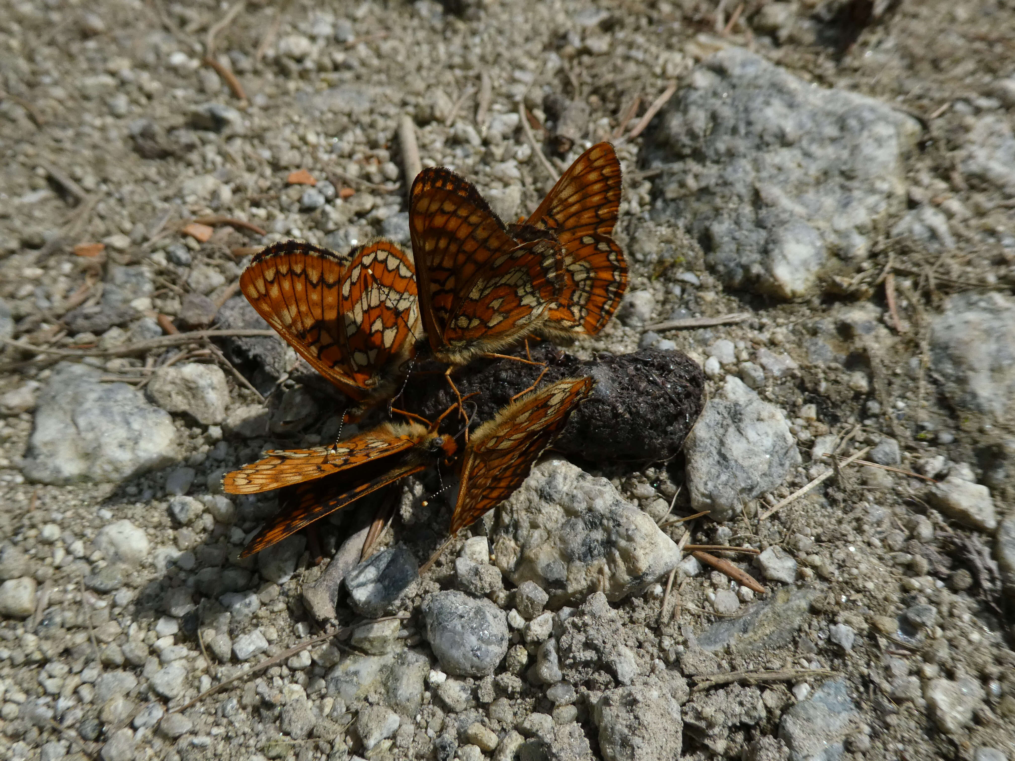 Image of Euphydryas intermedia