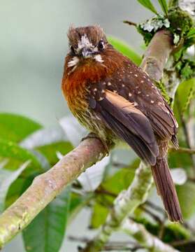 Image of Moustached Puffbird