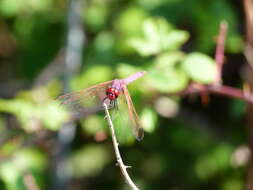 Image of Broad Scarlet