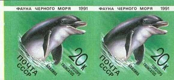 Imagem de Tursiops truncatus ponticus Barabash-Nikiforov 1940