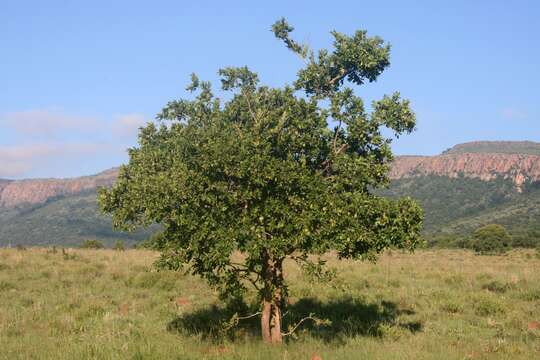 Imagem de Combretum zeyheri Sond.