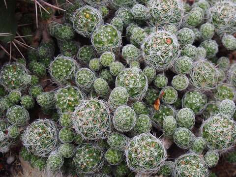 Image of Mammillaria vetula Mart.