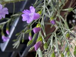 Image de Eremophila drummondii F. Muell.