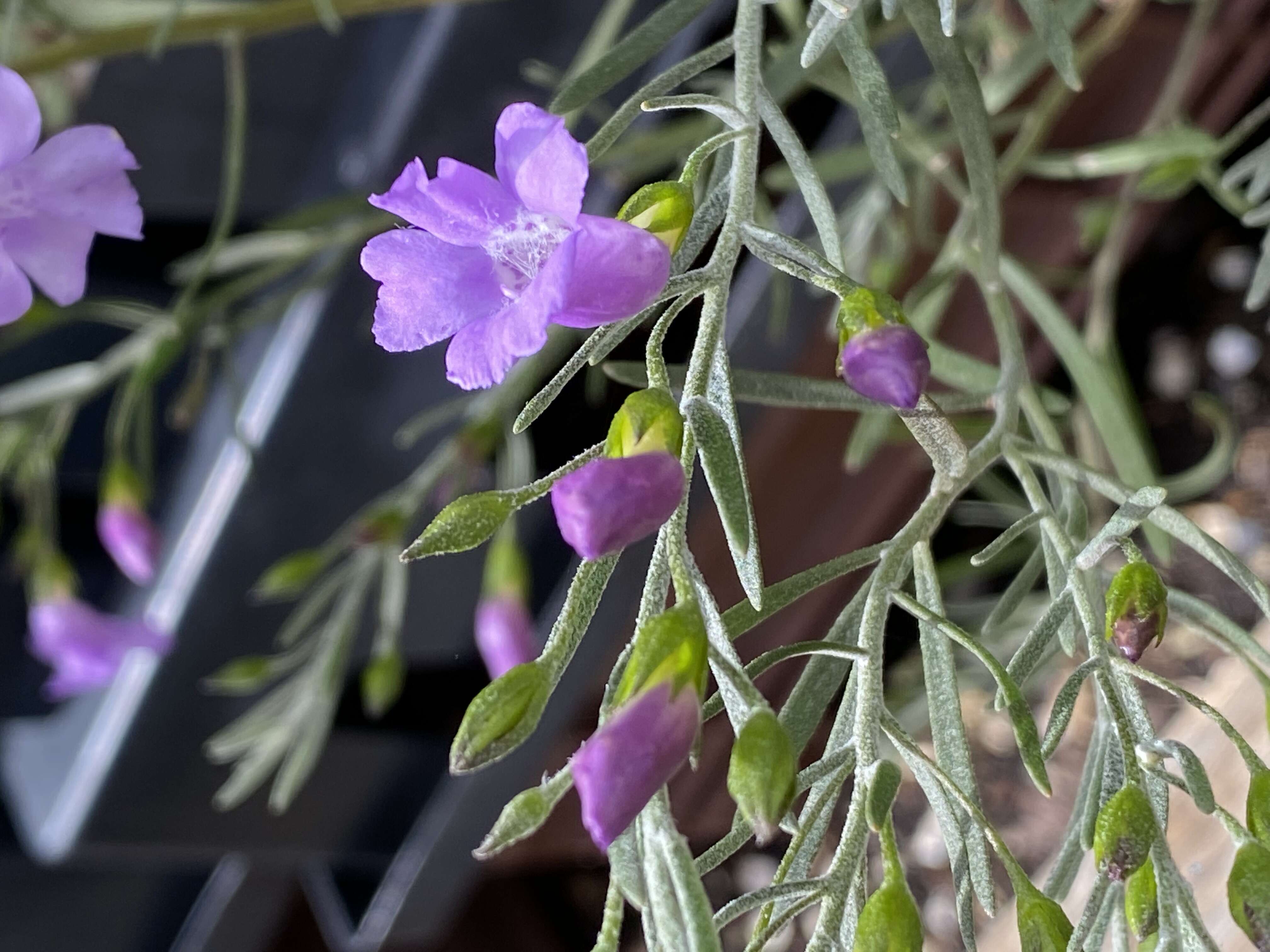 Image de Eremophila drummondii F. Muell.