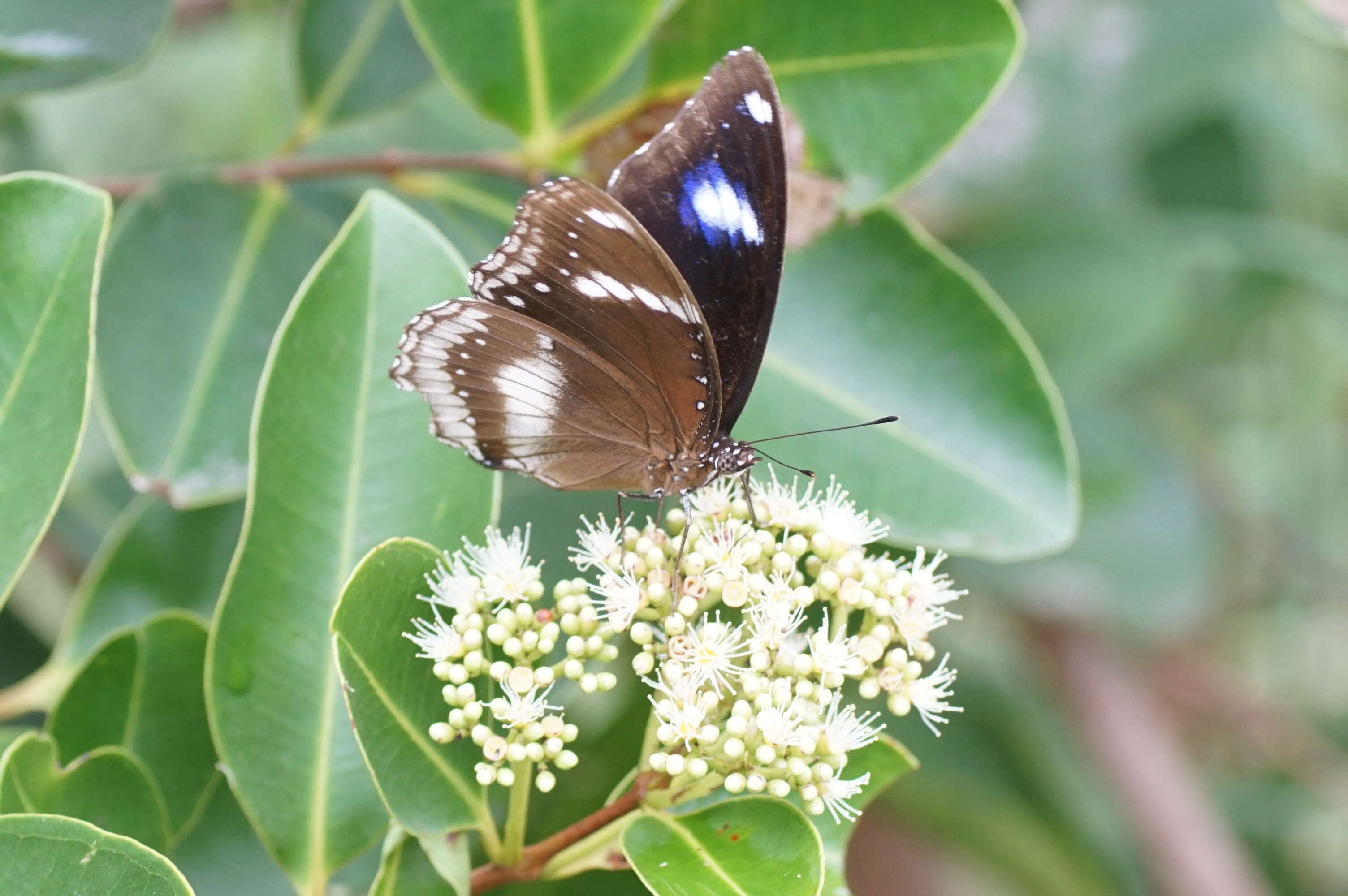 Image of Syzygium caryophyllatum (L.) Alston