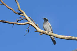 Image of Black-faced Cuckoo-shrike